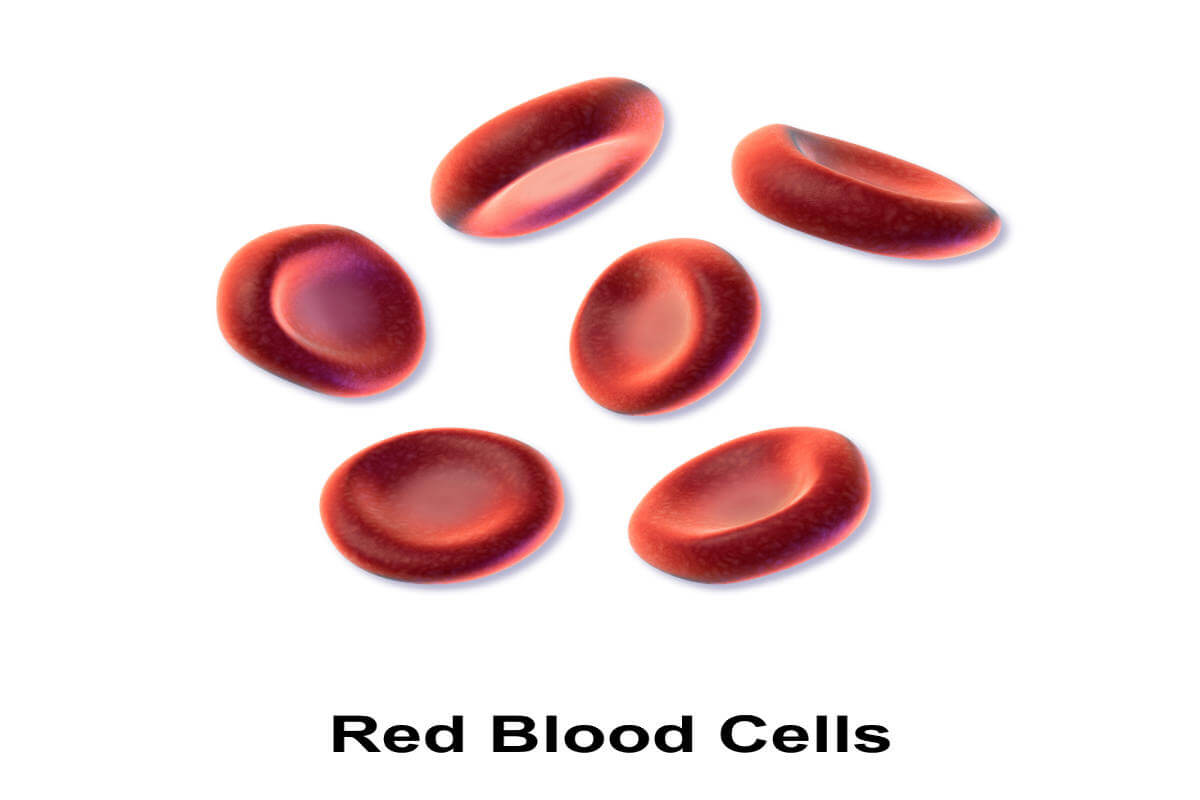 List of blood tests for weight loss #5 iron tests